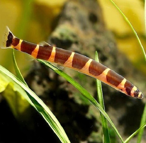 Pangio kuhlii myersi - Coolie Loach ML